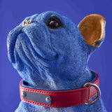Figura decorativa cane Werns Molly Bulldog Francese blu con collare