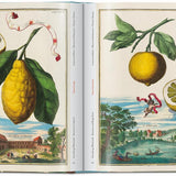 Libro TASCHEN J. C. Volkamer. Il Libro degli Agrumi – 45a ed.